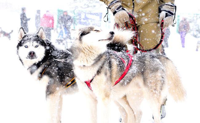 Chiens husky attaché au traineau pret à cimmencer une sortie avec leur maitre les tenants en laisse