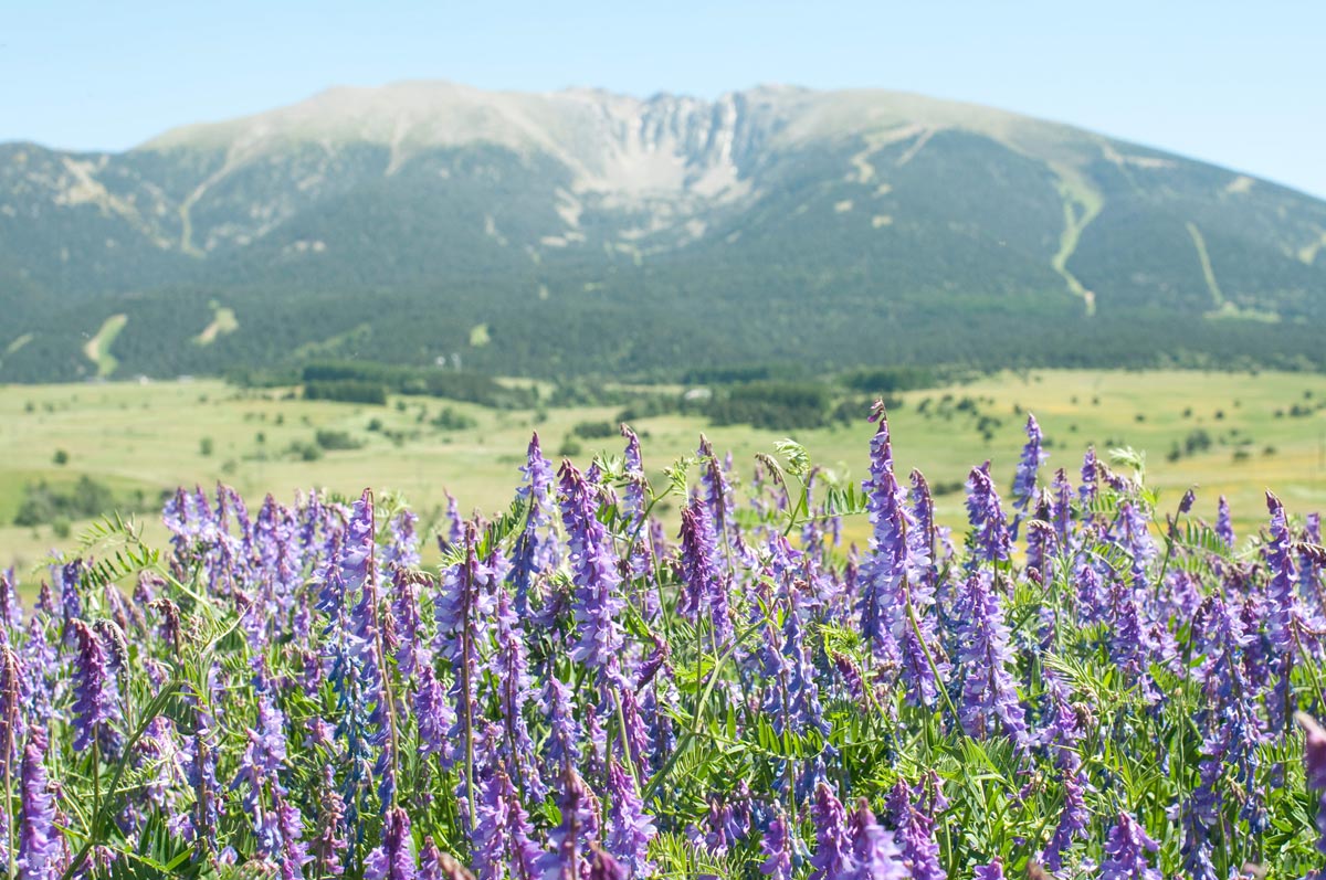 Cambre d'Aze en été