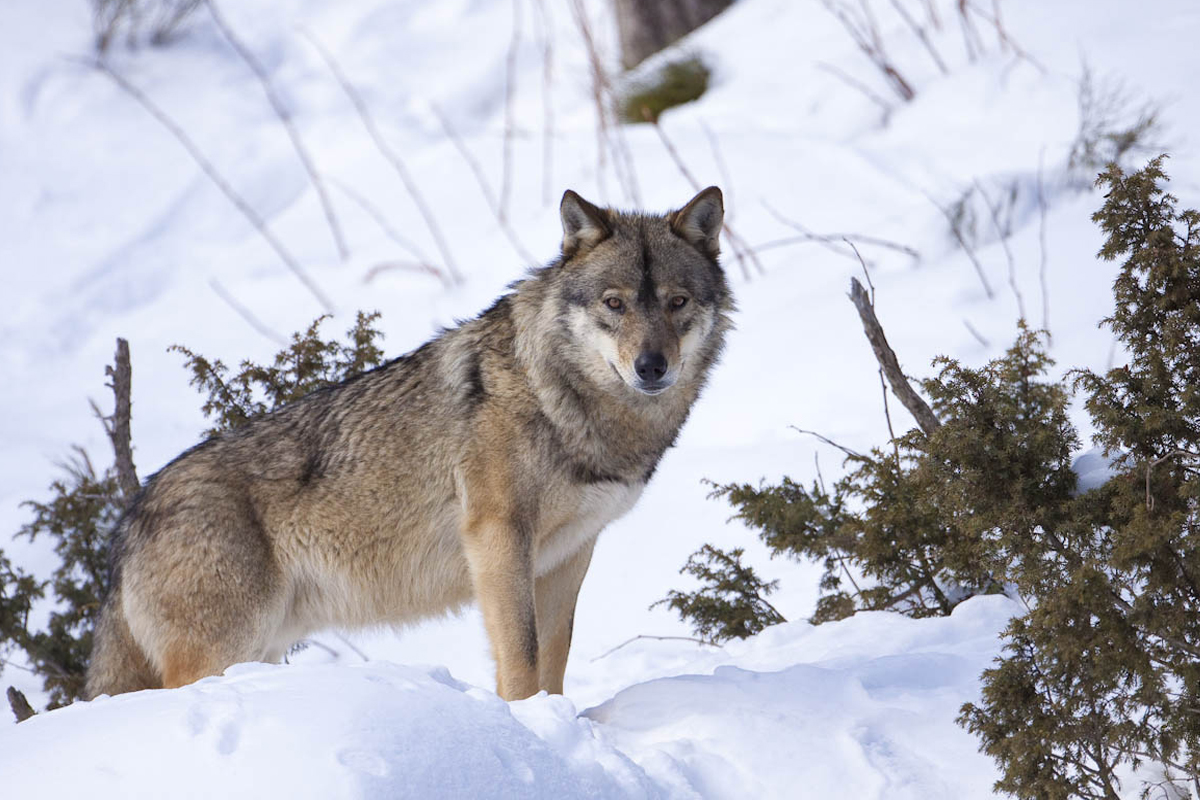 Le loup au parc animalier des angles