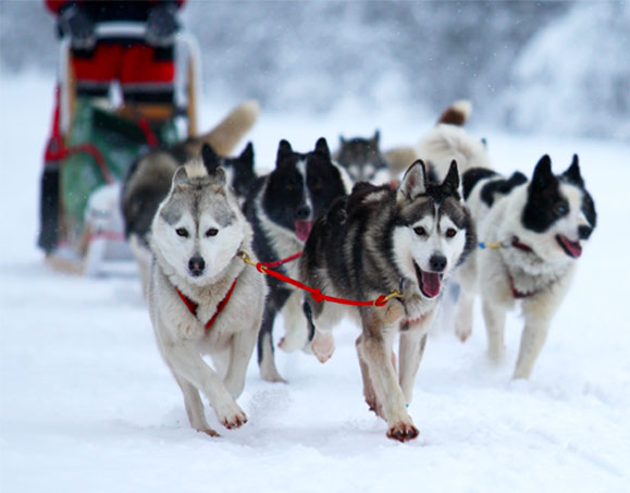 Traineau à chiens au Cambre d'Aze